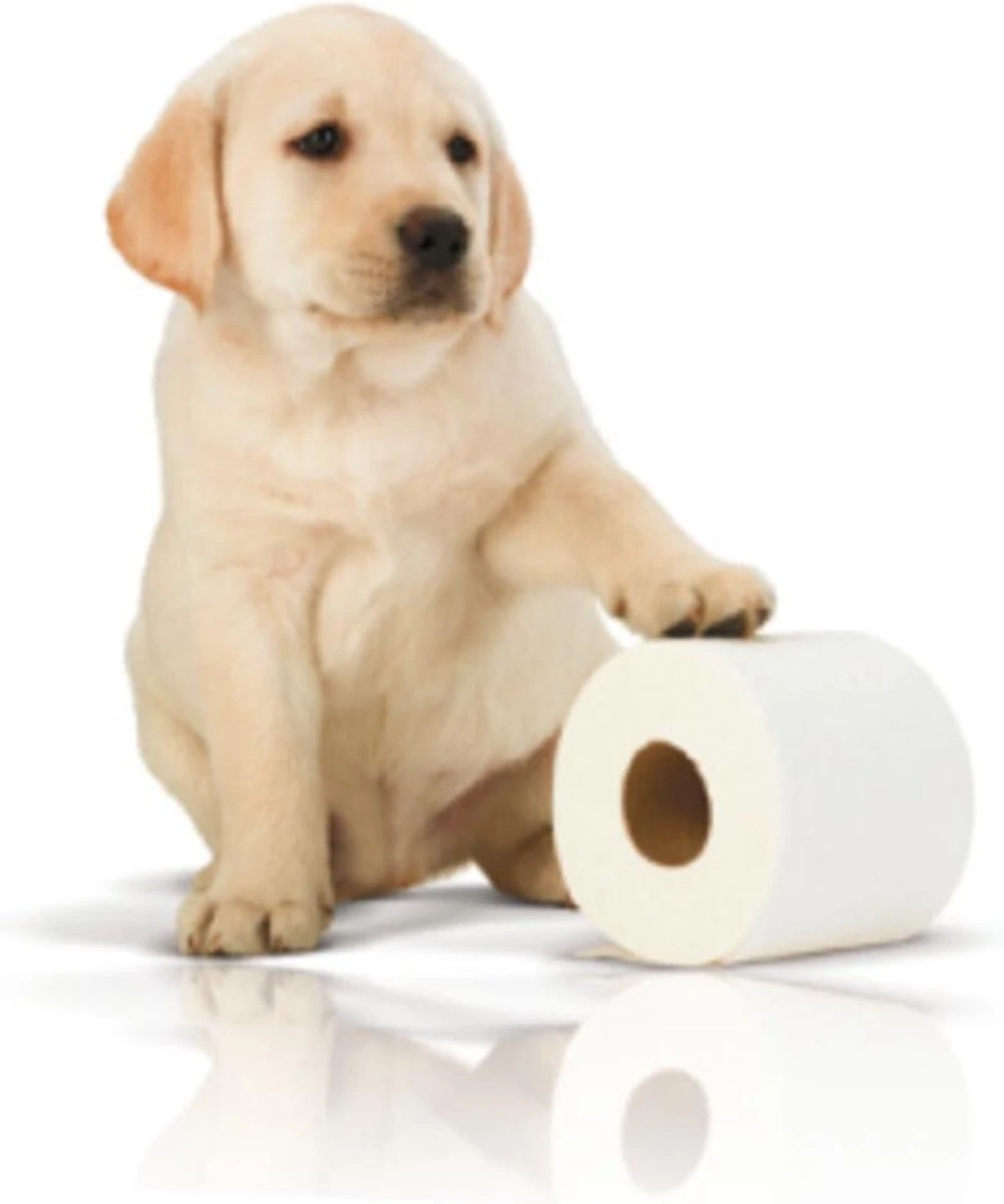 Page toiletpapier - 32 rollen - Kussenzacht wc papier (3-laags) - voordeelverpakking Page Toiletpapier - 32 Rollen - Kussenzacht Wc Papier (3-laags) - Voordeelverpakking -Huishoudelijke Artikelen Winkel 1001x1200 3