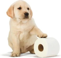 Scottex Toiletpapier - Kussenzacht Design Wc Papier - 84 Rollen 2 Scottex Toiletpapier - Kussenzacht Design Wc Papier - 84 Rollen -Huishoudelijke Artikelen Winkel 1200x1142 5