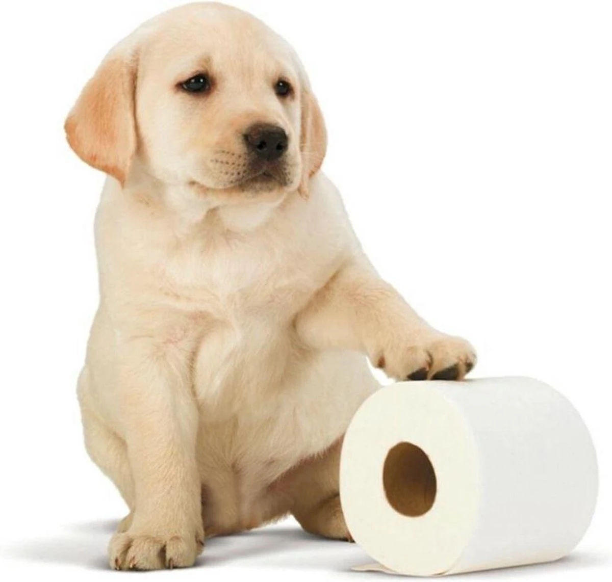 Scottex toiletpapier - Kussenzacht Design wc papier - 84 rollen Scottex Toiletpapier - Kussenzacht Design Wc Papier - 84 Rollen -Huishoudelijke Artikelen Winkel 1200x1142 5