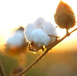 Air Wick Freshmatic Automatische Spray Luchtverfrisser - Pure Zachtheid Van Katoen Navulling - 3 Stuks - Voordeelverpakking -Huishoudelijke Artikelen Winkel 1200x1183 5