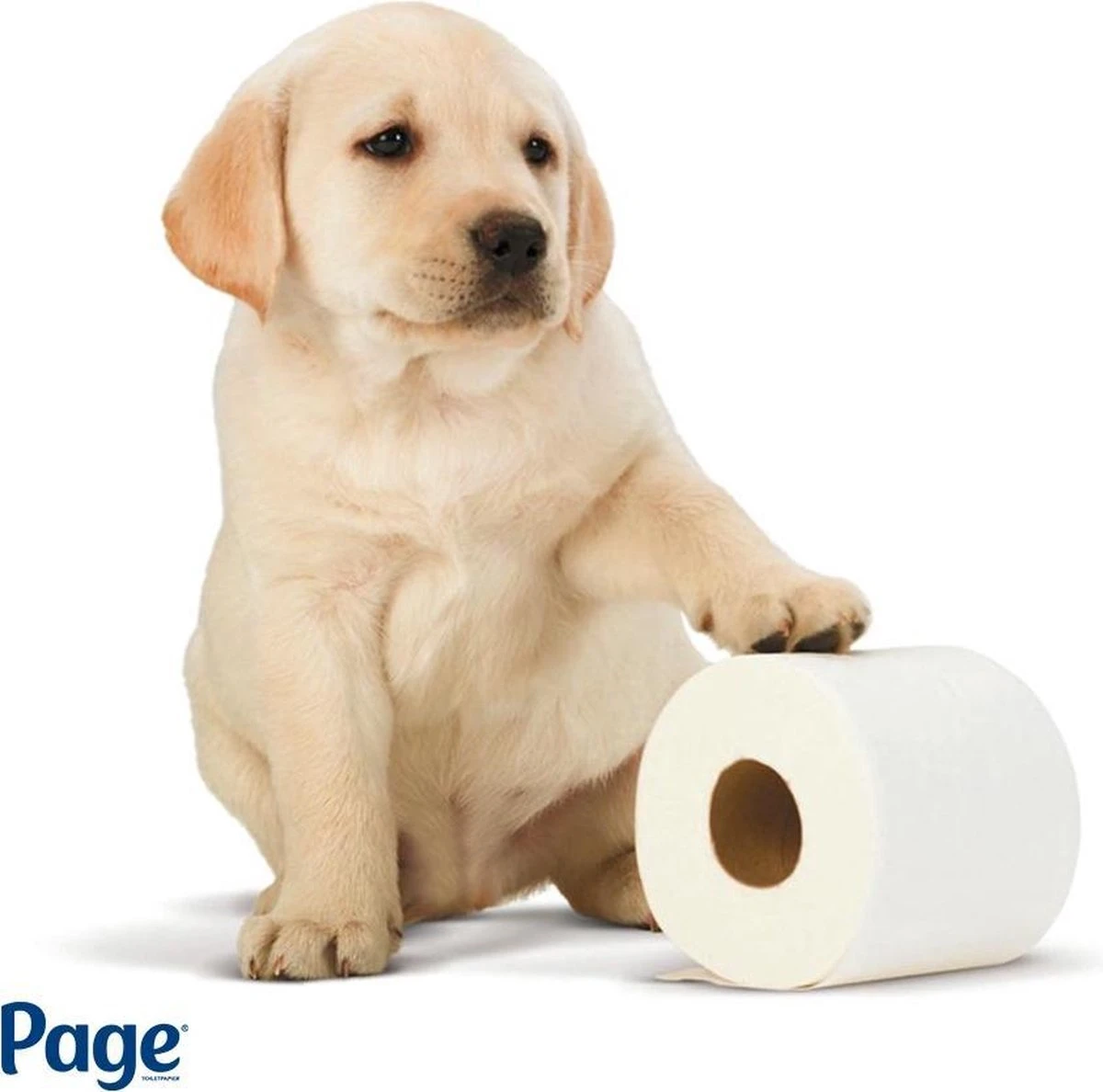 Page toiletpapier - 96 rollen - Compleet Schoon wc papier - met een vleugje katoen Page Toiletpapier - 96 Rollen - Compleet Schoon Wc Papier - Met Een Vleugje Katoen -Huishoudelijke Artikelen Winkel 1200x1188 19