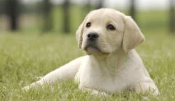 Page Toiletpapier - Eco - Duurzaam - 24 Rollen - Voordeelverpakking -Huishoudelijke Artikelen Winkel 1200x697 1